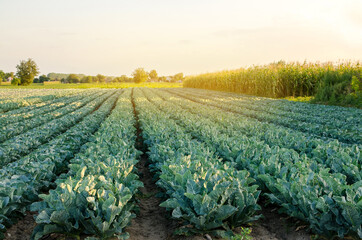 Broccoli plantations in the sunset light on the field. Cauliflower. Growing organic vegetables. Eco-friendly products. Agriculture and farming. Plantation cultivation. Selective focus