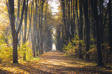 Beautiful morning scene in the forest with sun rays and long shadows distant figure of lone runner. Concepts: autumn, silence, outdoor, beauty
