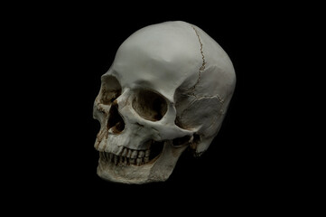 ludzka czaszka jak prawdziwa naturalna