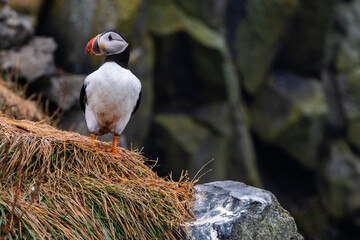 atlantic puffin or common puffin