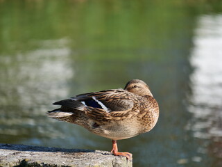 duck on the lake