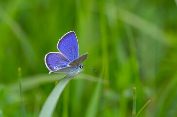 tiny tiny butterfly with a wonderful wing top blue, Polyommatus bellis