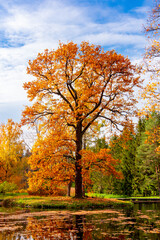 Oak tree in Catherine park in autumn, Tsarskoe Selo (Pushkin), Saint Petersburg, Russia