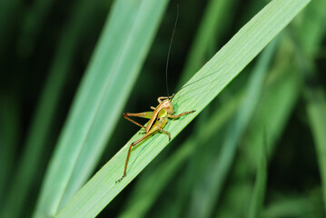 Green grasshopper sits in the grass