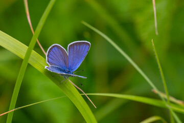 tiny tiny butterfly with a wonderful wing top blue, Polyommatus bellis