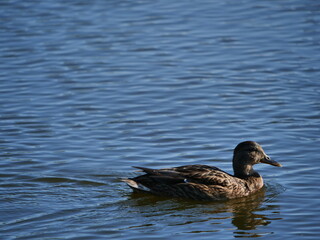 duck in the water
