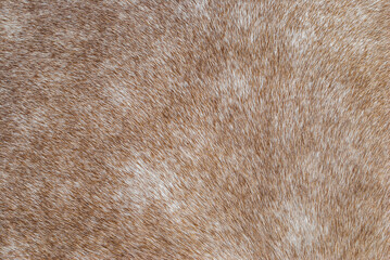 Brown horse fur texture closeup, selective focus
