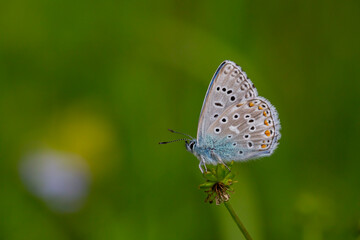 a wonderful butterfly with an overhead blue wing color, Polyommatus bellargus	