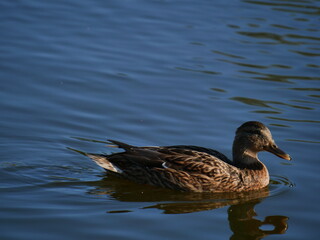 duck on a lake