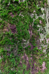 green moss on the bark