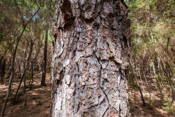 Pine tree bark closeup, tree trunk in forest close-up -