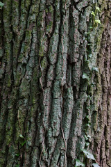 tree texture