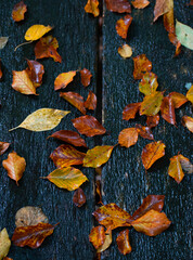 autumn leaves background