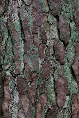 bark of a tree texture