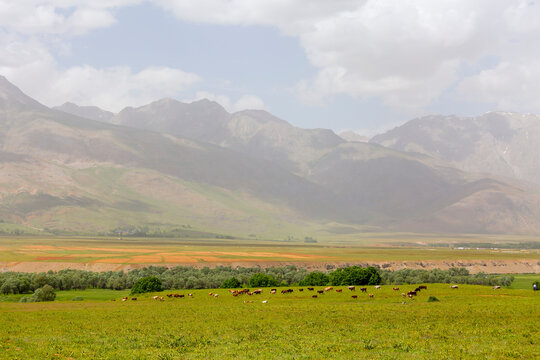animals grazing in the mountain landscape in the background, tunceli (dersim), turkey