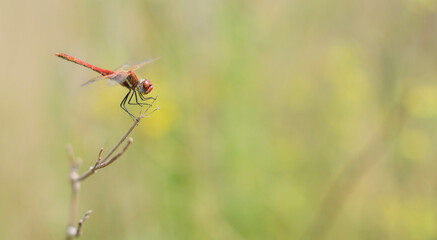 dragonfly on a branch
