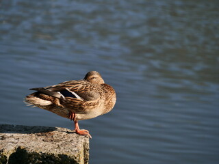 duck on the water