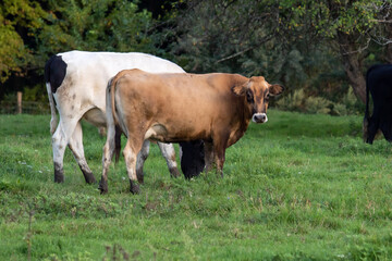 Cows Grazing in a Field