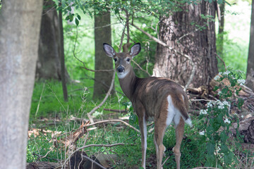 Deer in the Woods