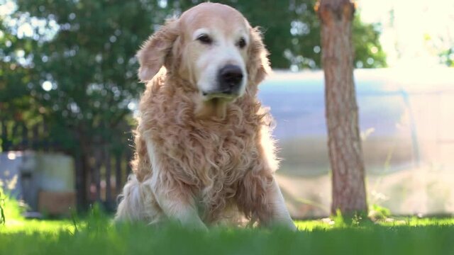A slow-motion shot of a Labrador retriever lying on a green lawn enjoying life. He gets up and goes straight to the camera. Popular dog breeds. High quality FullHD footage