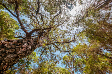 trees in forest nature and blue sky  -
