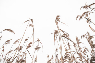 Dry reed cowered with snow