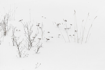 Dry flowers and grass are in white snow