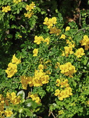 scorpion senna in full blooming