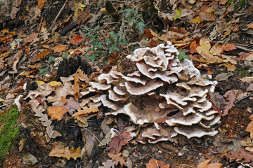 Scavenger fungus
