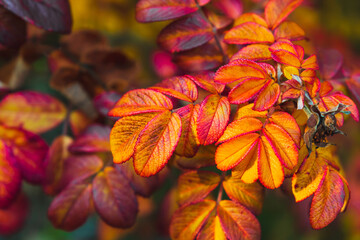 Colorful leaves of wild rose in autumn