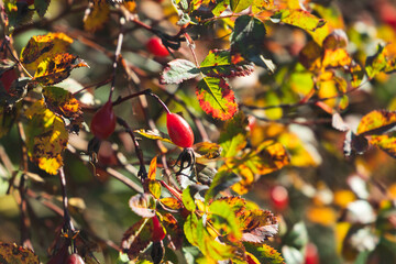 Berries and colorful leaves of a wild rose