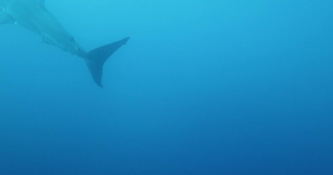 Pilot fish in front of great white shark.