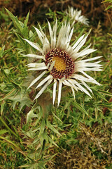 silver thistle