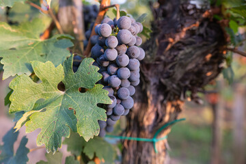Beautiful healthy bunch of grapes, autumn harvest of vines.