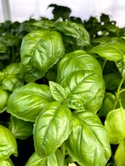 Sweet Basil green plants grows in garden. Organic Basil Plant Ready to Cook, healthy food concept, top view. Organic farming.