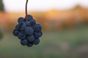 Beautiful healthy bunch of grapes, autumn harvest of vines.