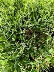 Sprouts of peas vegetable, microgreen top view