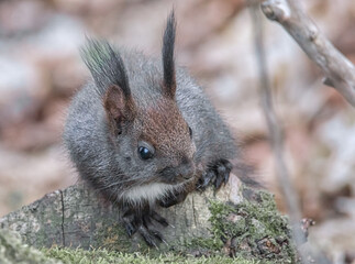Junges Eichhörnchen