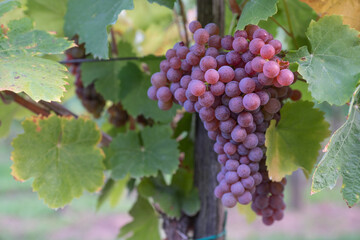 Beautiful healthy bunch of grapes, autumn harvest of vines.
