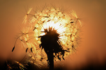 Dandelion on the meadow at sunlight background