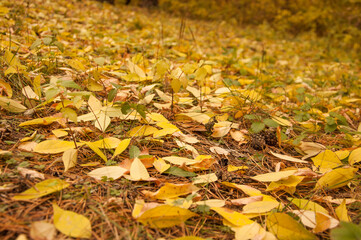 Yellow, orange and red october autumn leaves on ground in beautiful fall park. Fallen golden autumn leaves close up view on ground in sunny morning light yard. November nature macro leaf background