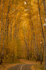 asphalt road with beautiful trees on the sides in autumn