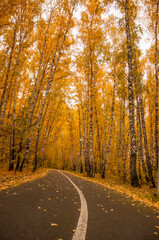 asphalt road with beautiful trees on the sides in autumn