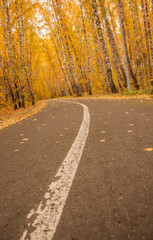 Fototapeta premium asphalt road with beautiful trees on the sides in autumn