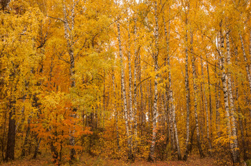 Autumn scenery. Beautiful scene with birches in yellow autumn birch forest in october among other birches in birch grove