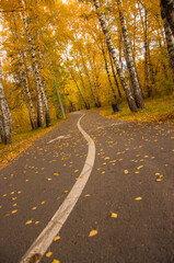 asphalt road with beautiful trees on the sides in autumn