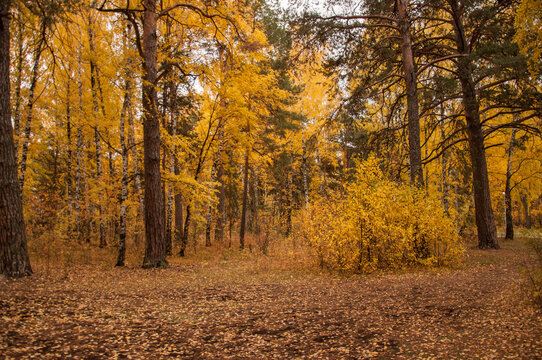 Autumn scenery. Beautiful scene with birches in yellow autumn birch forest in october among other birches in birch grove