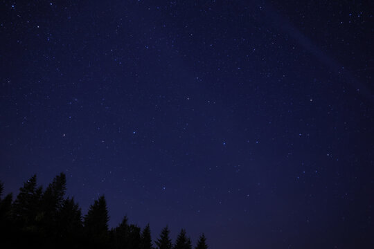 Picturesque view of dark forest and beautiful starry sky at night © New Africa