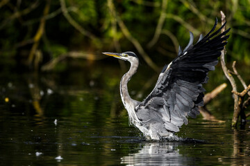 Graureiher (Ardea cinerea)