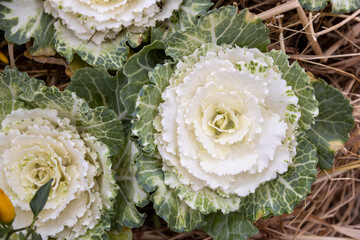 ornamental plant cabbage blue leaves flower decoration